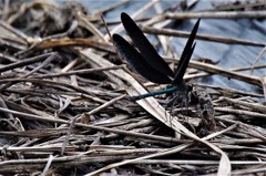 今日のトンボ (2)