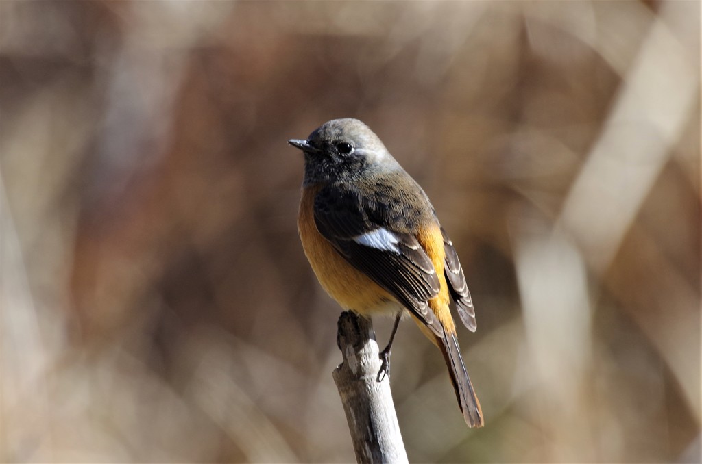一昨日のジョビ君  (1)