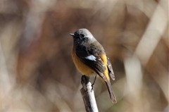 一昨日のジョビ君  (1)