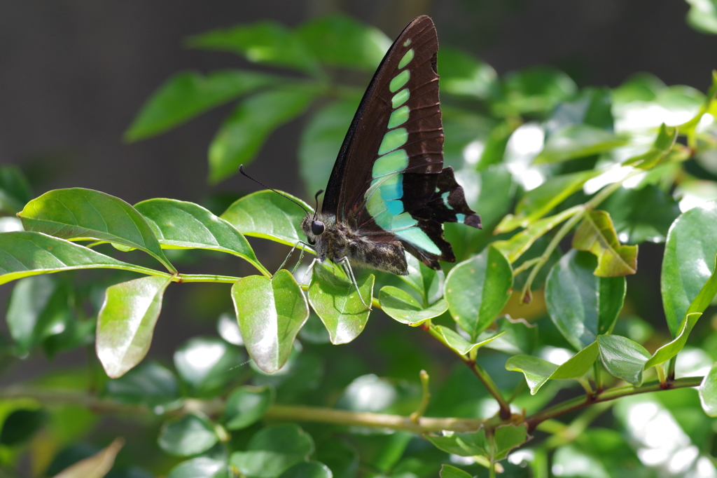 アオスジアゲハ