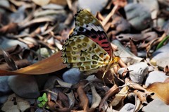 ツマグロちゃん (1)