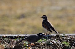 ムクドリとツグミ (1)