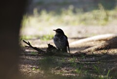 今日の野鳥 (2)