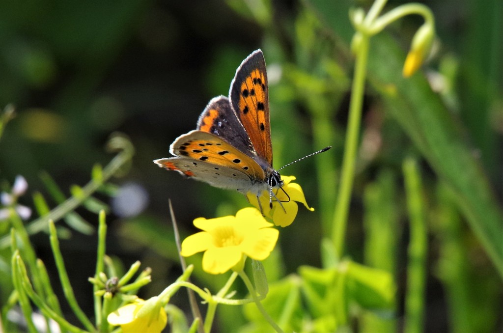 昨日のベニシジミ (4)