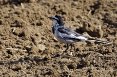 ハクセキレイ (2)