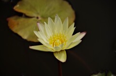 睡蓮 (2)