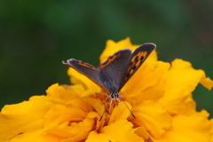 昨日のベニシジミ2