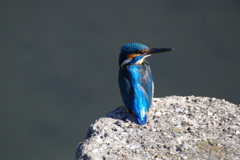 カワセミちゃん