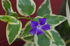 家で咲きました