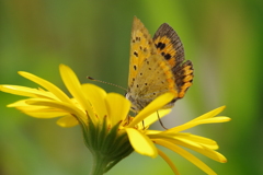 昨日のベニシジミ (2)