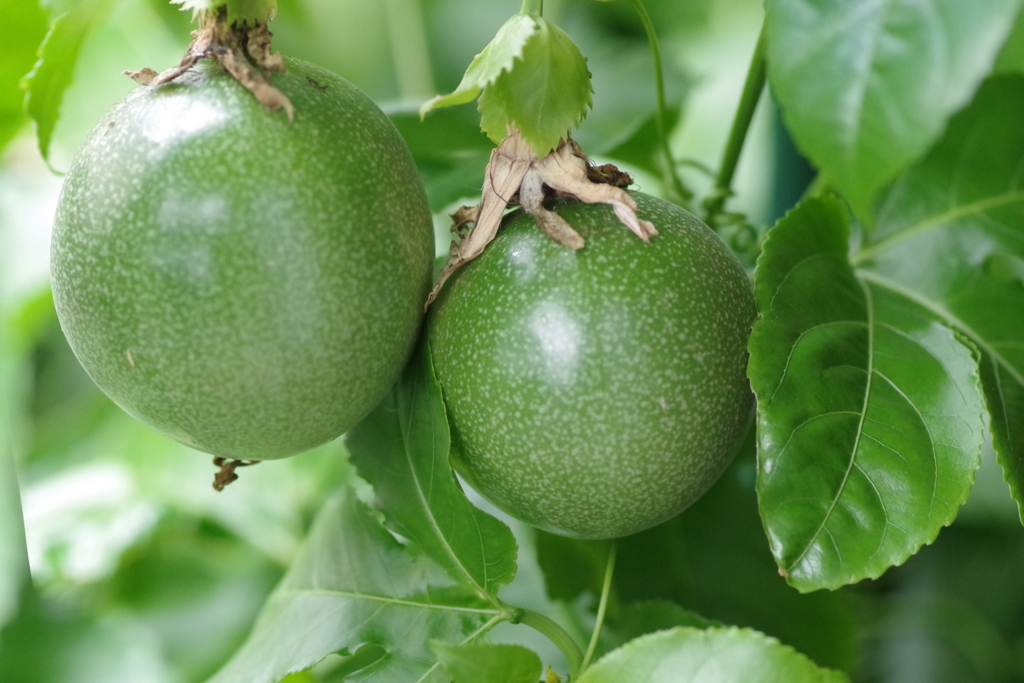 パッションフルーツの実