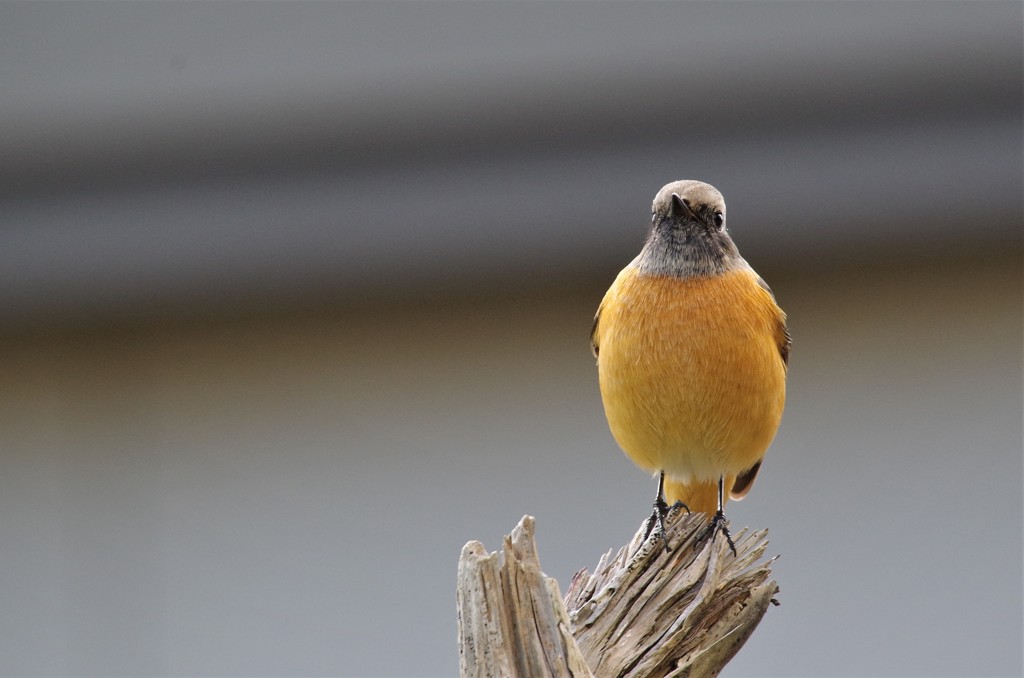 昨日のジョビ君