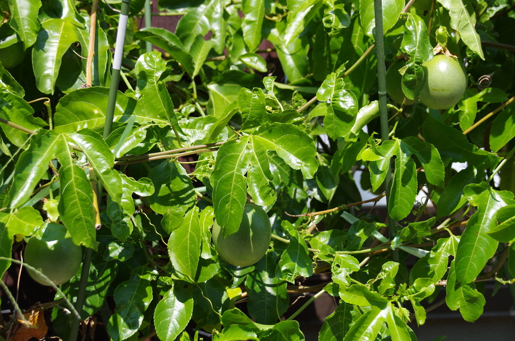 パッションフルーツ