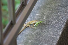 カナヘビとバッタ