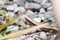 トカちゃん現る