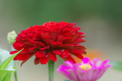 ヒャクニチソウ