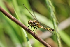 今日のトンボ (3)