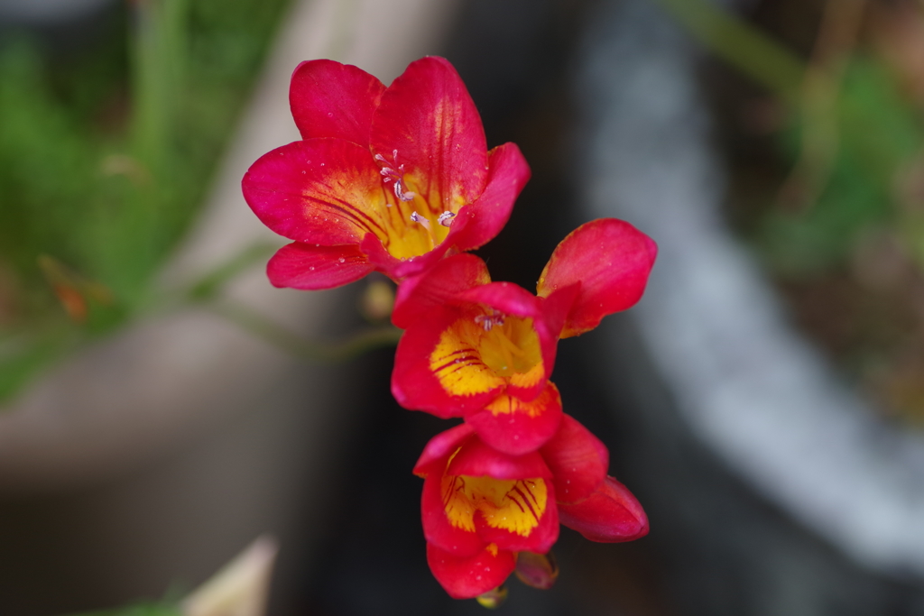 フリージア　 (1)