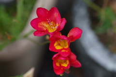 フリージア　 (1)