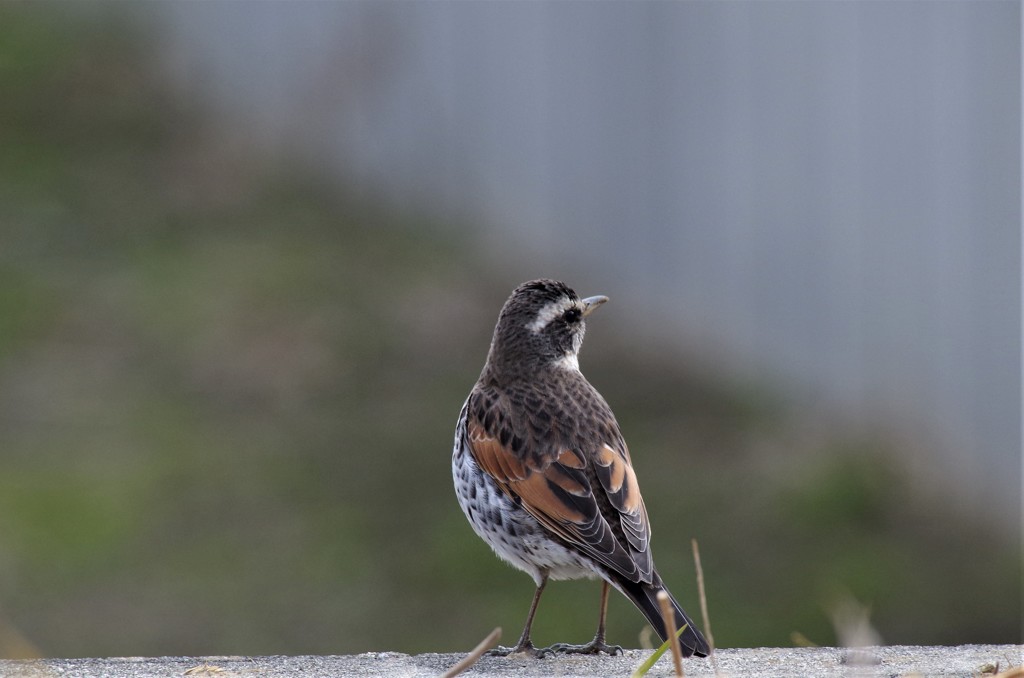 一昨日のツグミ (2)