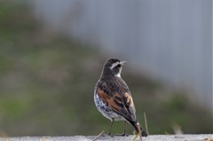 一昨日のツグミ (2)