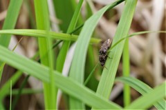 僕たちの出番 (1)