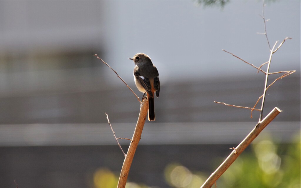 今日のジョビちゃん (1)