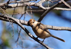 今日の野鳥 (2)