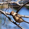 今日の野鳥 (2)