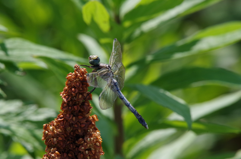 シオカラトンボ 