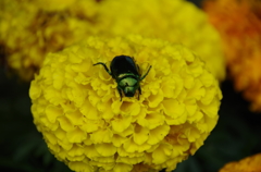 コガネムシは金持ちだ