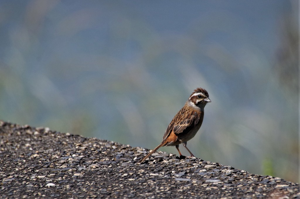 ホオジロちゃん