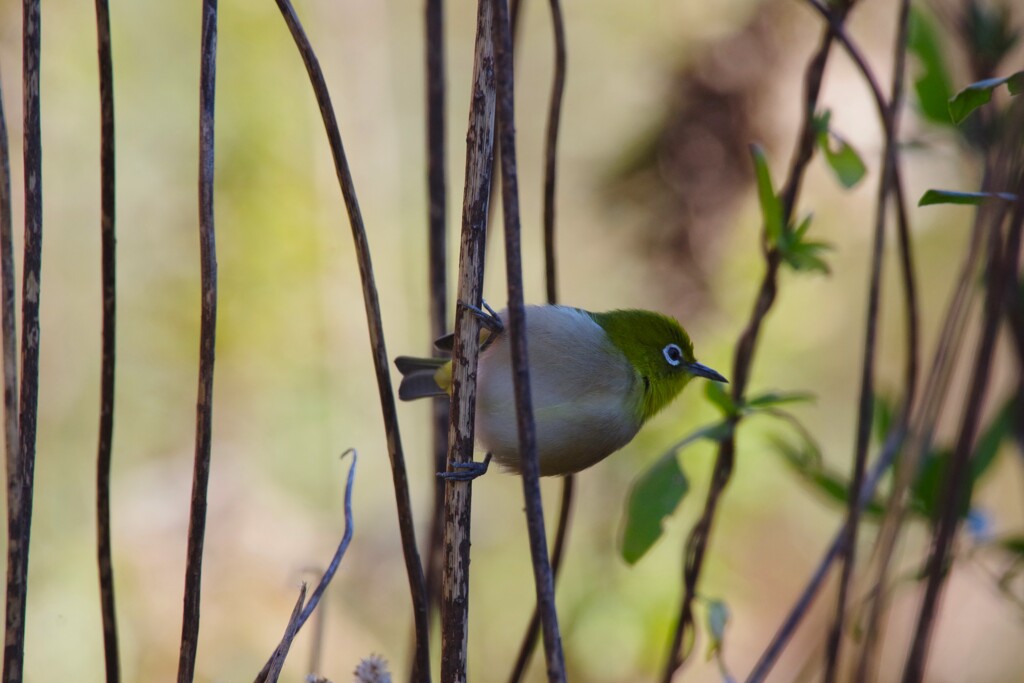 今日の野鳥 (3)