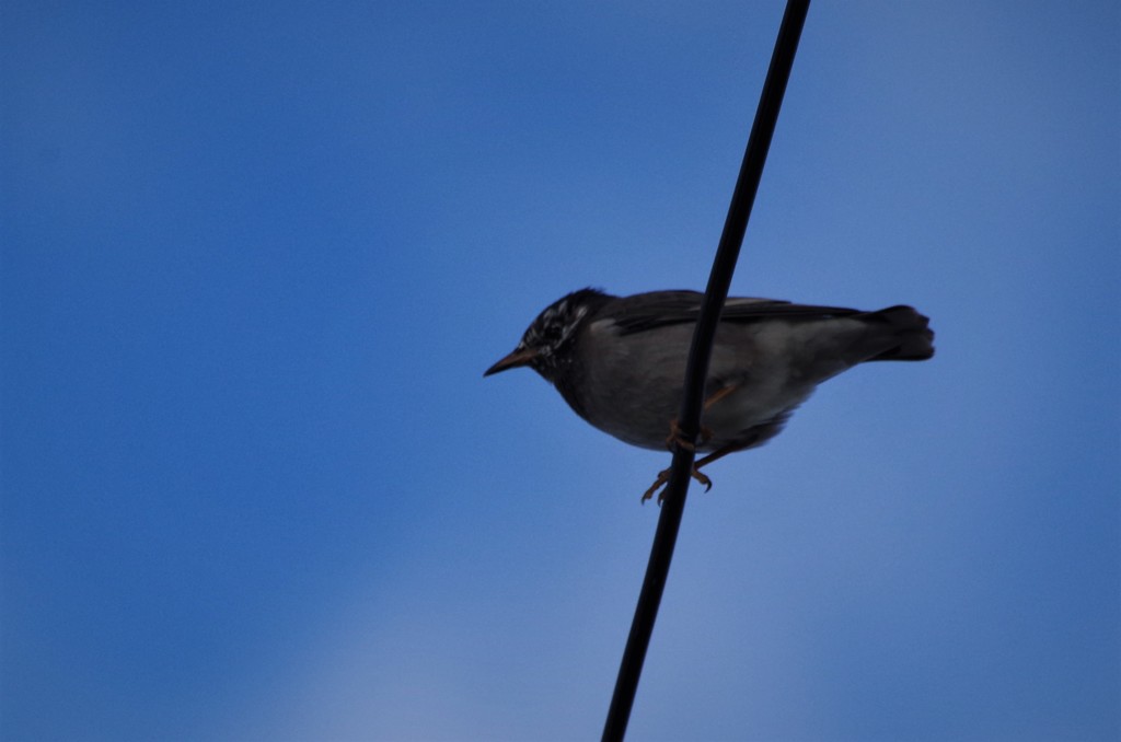電線に・・ (1)