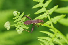 カメムシ君