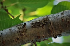 ニイニイちゃん (2)