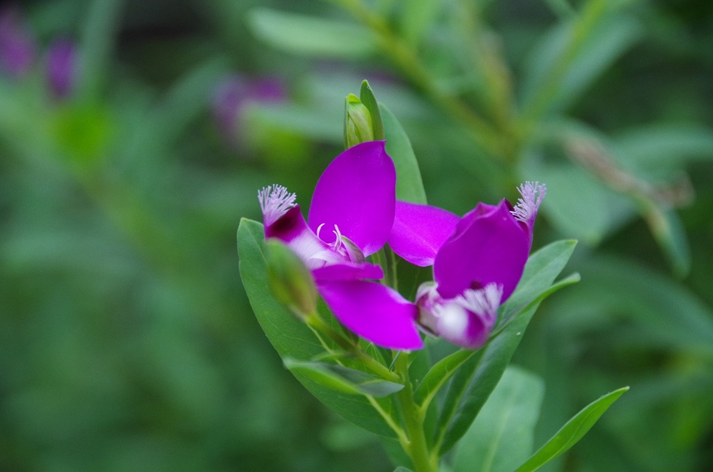 ポリガラ・ミルティフォリア