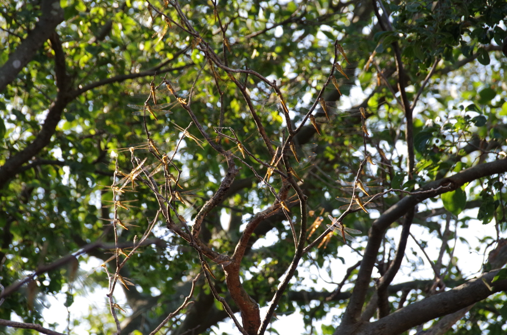 アキアカネいっぱい