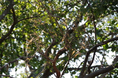 アキアカネいっぱい