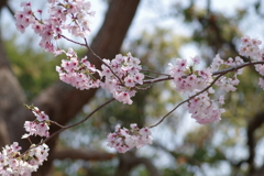 そろそろお別れですね