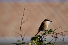 昨日のモズちゃん (2)