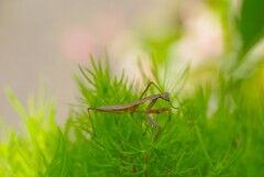 カマちゃん (1)