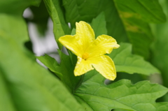 ゴーヤの花