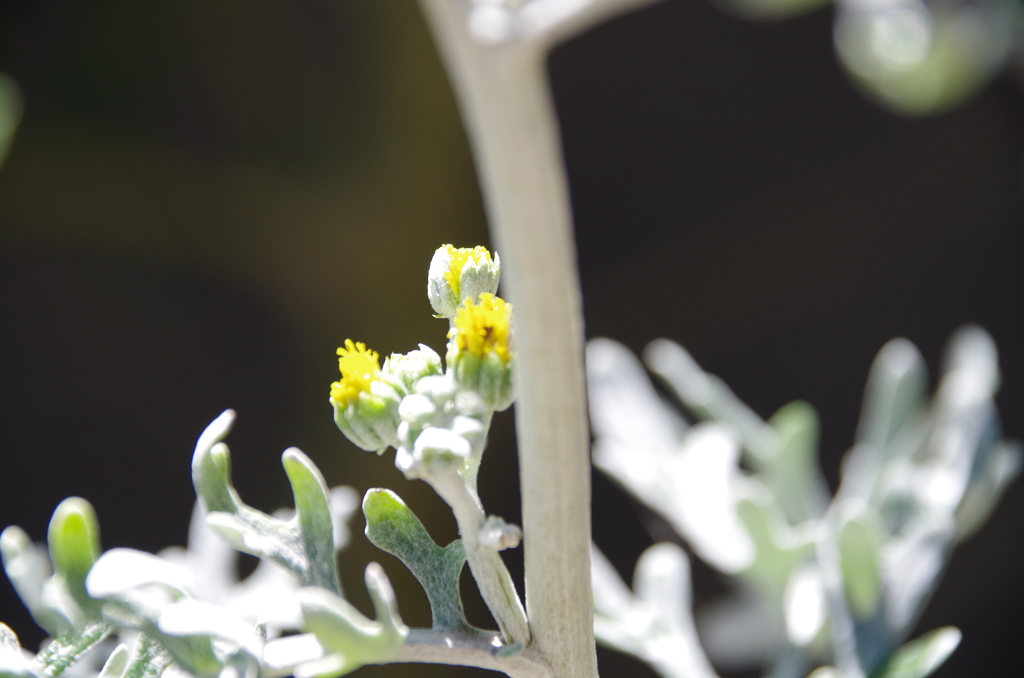 シロタエギク再び