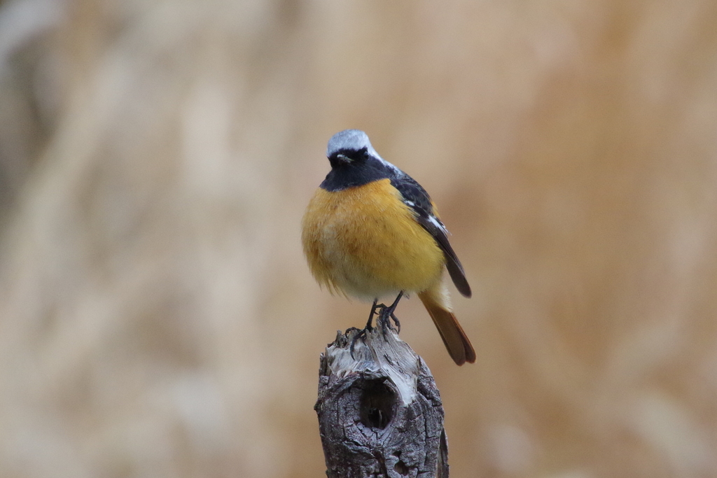 昨日のジョビ君