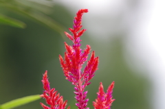 ウモウケイトウ