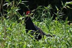 昨日のキジ君 (3)