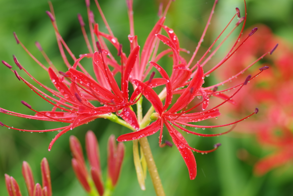台風前の彼岸花