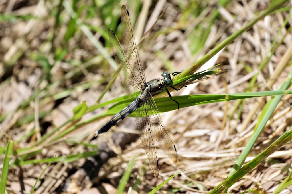 今日のトンボ (6)