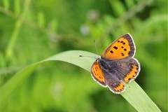 昨日のベニシジミ (2)